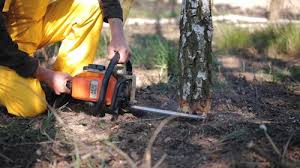 How Our Tree Care Process Works  in  Fanwood, NJ