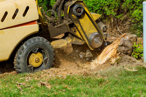 Best Hazardous Tree Removal  in Fanwood, NJ