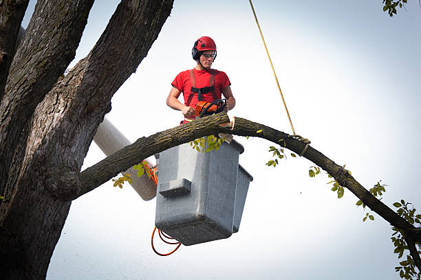 Best Tree Cabling and Bracing  in Fanwood, NJ